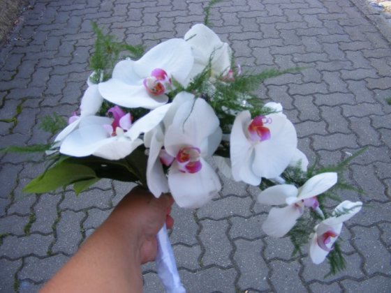 Phalaenopsis